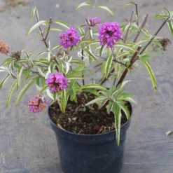 Vlinderstruik (Buddleja Davidii Petite 'Tutti Frutti') -Aanbiedingen Hortus Groei Winkel buddleja davidii petite tutti fruitti 2 3.00 vita nova