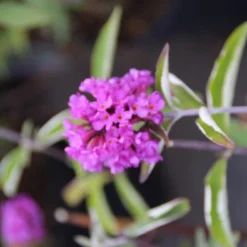 Vlinderstruik (Buddleja Davidii Petite 'Tutti Frutti') -Aanbiedingen Hortus Groei Winkel buddleja davidii petite tutti fruitti 3 3.00 vita nova