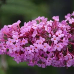 Aanbiedingen Hortus Groei Winkel -Aanbiedingen Hortus Groei Winkel buddleja davidii pink delight 2