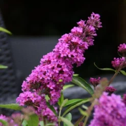 Vlinderstruik (Buddleja Davidii Petite 'Tutti Frutti') -Aanbiedingen Hortus Groei Winkel buddleja free petite tutti fruitti podoras 13 10