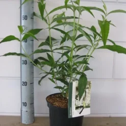 Vlinderstruik (Buddleja Davidii 'White Profusion') 13 Vlinderstruik (Buddleja Davidii 'White Profusion') -Aanbiedingen Hortus Groei Winkel buddleja white profusion c3 5 6 2018 1