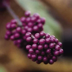 Schoonvrucht (Callicarpa Bodinieri 'Profusion')