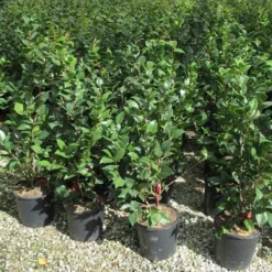 Camelia (Camellia 'Debbie') -Aanbiedingen Hortus Groei Winkel camellia 3