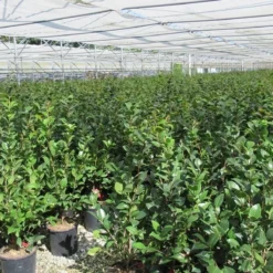 Camelia (Camellia 'Debbie') -Aanbiedingen Hortus Groei Winkel camellia 4