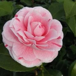 Camelia (Camellia Japonica 'Bonomiana') -Aanbiedingen Hortus Groei Winkel camellia bonomiana