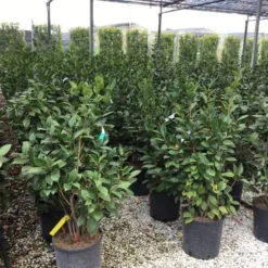 Camelia (Camellia 'Debbie') -Aanbiedingen Hortus Groei Winkel camellia c12