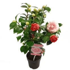 Camelia (Camellia Japonica 'Bonomiana') -Aanbiedingen Hortus Groei Winkel camellia jap. bonomiana p15