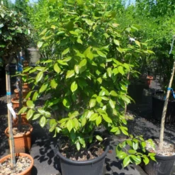 Camelia Als Leivorm (Camellia Japonica) 12 Camelia Als Leivorm (Camellia Japonica) -Aanbiedingen Hortus Groei Winkel camellia japonica 125 150 175 c50 1