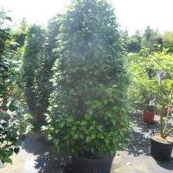 Camelia (Camellia, Rose) -Aanbiedingen Hortus Groei Winkel camellia japonica 175 200 1 2