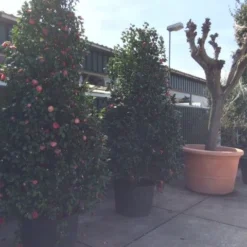 Camelia (Camellia, Rose) -Aanbiedingen Hortus Groei Winkel camellia japonica 200 250 300 extra 1
