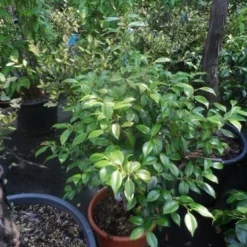 Camelia (Camellia, Rose) -Aanbiedingen Hortus Groei Winkel camellia japonica 60 80 c20 25 1 2