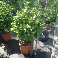 Camelia (Camellia, Rose) -Aanbiedingen Hortus Groei Winkel camellia japonica 80 100