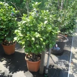 Camelia (Camellia 'Debbie') -Aanbiedingen Hortus Groei Winkel camellia japonica 80 100 1 1