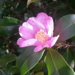 Camelia (Camellia Sasanqua) -Aanbiedingen Hortus Groei Winkel camellia sasanqua 1