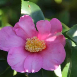Camelia (Camellia Sasanqua) -Aanbiedingen Hortus Groei Winkel camellia sasanqua 2 1