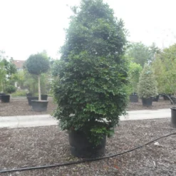 Camelia (Camellia Sasanqua) -Aanbiedingen Hortus Groei Winkel camellia sasanqua 300 350 c500