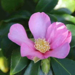 Camelia (Camellia Sasanqua) -Aanbiedingen Hortus Groei Winkel camellia sasanqua 3 1