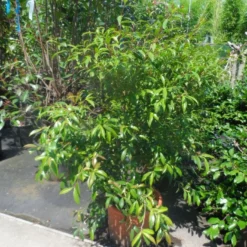 Camelia (Camellia Sasanqua) -Aanbiedingen Hortus Groei Winkel camellia sasanqua 60 80 100 c25