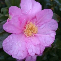 Camelia (Camellia Sasanqua) -Aanbiedingen Hortus Groei Winkel camellia tuin 1