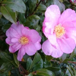 Camelia (Camellia Sasanqua) -Aanbiedingen Hortus Groei Winkel camellia tuin 2