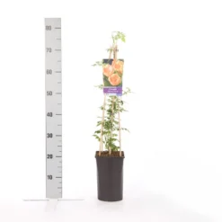 Trompetbloem (Campsis Radicans 'Flava') 5 Trompetbloem (Campsis Radicans 'Flava') -Aanbiedingen Hortus Groei Winkel campsis radicans flava 1