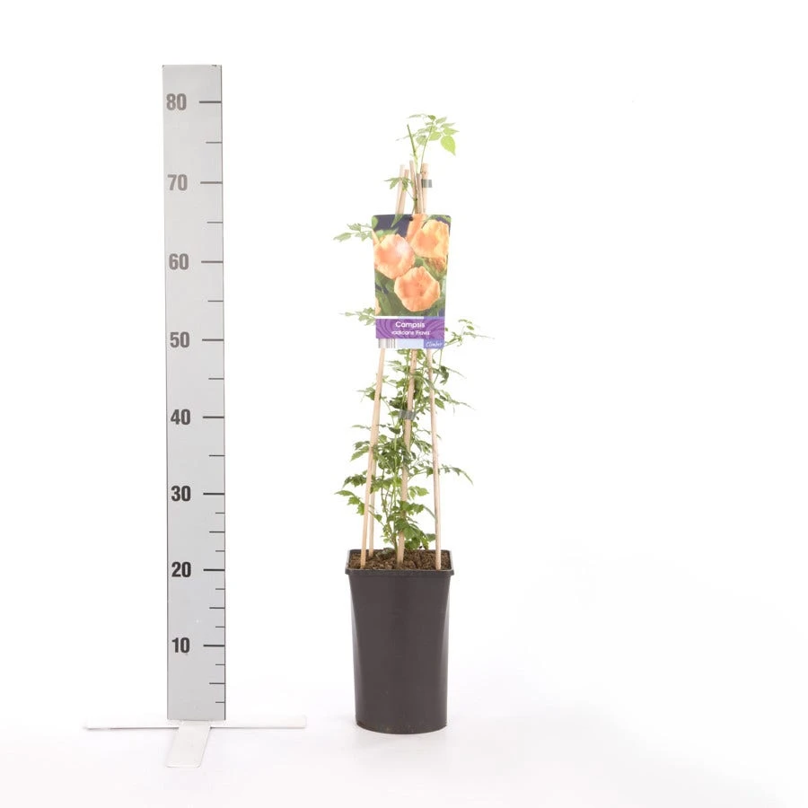 Trompetbloem (Campsis Radicans 'Flava') 3 Trompetbloem (Campsis Radicans 'Flava') - Afbeelding 3