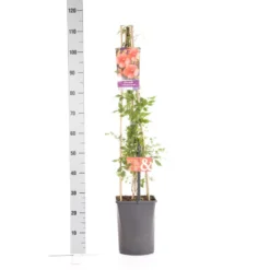 Trompetbloem (Campsis Tagliabuana 'Mme Galen') -Aanbiedingen Hortus Groei Winkel campsis t. madame galen 1.00 1.25