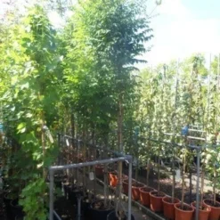 Trompetbloem (Campsis Tagliabuana 'Mme Galen') -Aanbiedingen Hortus Groei Winkel campsis tagliabuana madame galen 200 250 c20 2