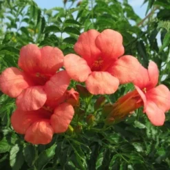 Trompetbloem (Campsis Tagliabuana 'Mme Galen') -Aanbiedingen Hortus Groei Winkel campsis tagliabuana mme galen 2