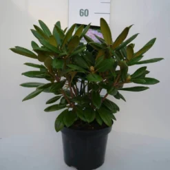 Dwergrhododendron (Rhododendron 'Caroline Allbrook') -Aanbiedingen Hortus Groei Winkel car. allbrook c4 voor