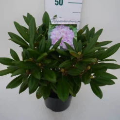 Dwergrhododendron (Rhododendron 'Caroline Allbrook') -Aanbiedingen Hortus Groei Winkel car. allbrook c4 zij