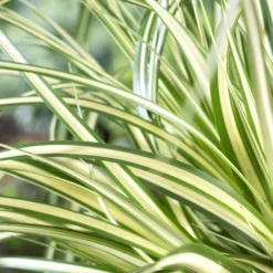 Borderpakket Groen, Paars En Oranje 7 Borderpakket Groen, Paars En Oranje -Aanbiedingen Hortus Groei Winkel carexevergoldv01