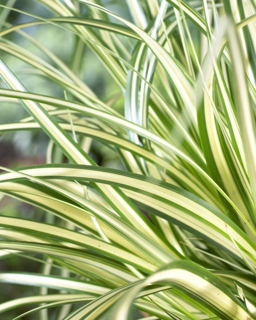 Borderpakket Groen, Paars En Oranje 4 Borderpakket Groen, Paars En Oranje - Afbeelding 4