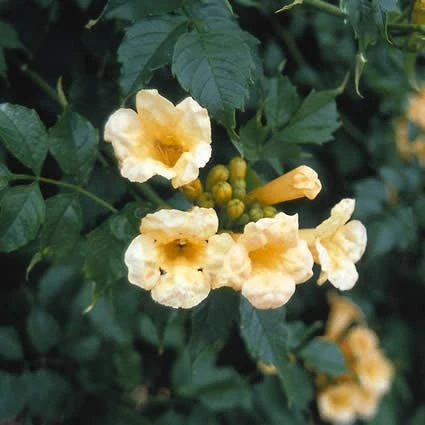 Trompetbloem (Campsis Radicans 'Flava') 2 Trompetbloem (Campsis Radicans 'Flava') - Afbeelding 2