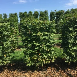 Haagbeuk Als Haagelement (Carpinus Betulus) -Aanbiedingen Hortus Groei Winkel carpinus betulus 100 x 50 x 50 cm drkl haagelement 1 1