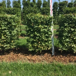 Haagbeuk Als Haagelement (Carpinus Betulus) -Aanbiedingen Hortus Groei Winkel carpinus betulus 100 x 50 x 50 cm drkl haagelement 2 1