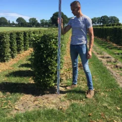 Haagbeuk Als Haagelement (Carpinus Betulus) -Aanbiedingen Hortus Groei Winkel carpinus betulus 125 x 50 x 50 cm drkl haagelement 2 1