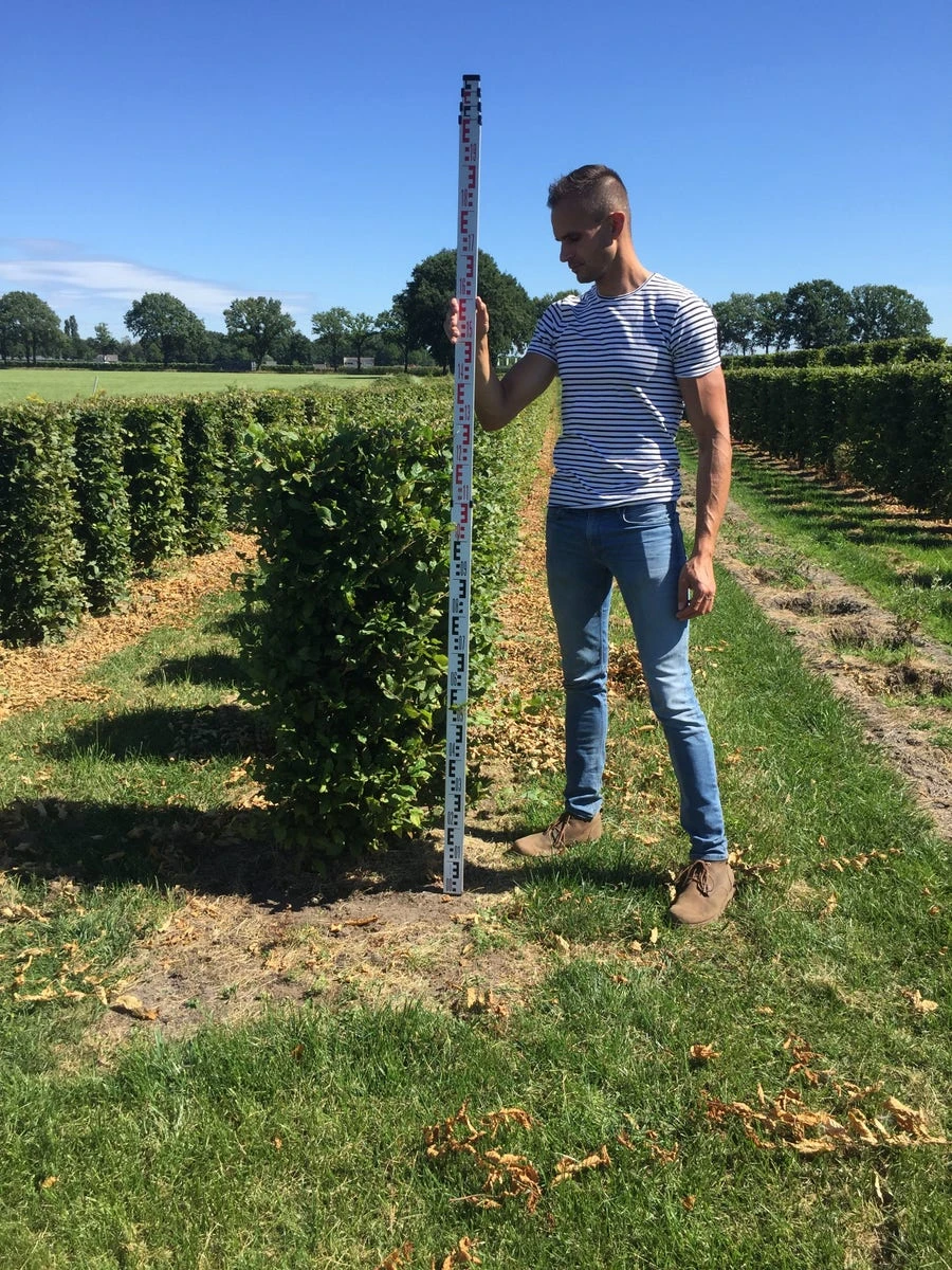 Haagbeuk Als Haagelement (Carpinus Betulus) - Afbeelding 10