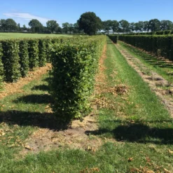 Haagbeuk Als Haagelement (Carpinus Betulus) -Aanbiedingen Hortus Groei Winkel carpinus betulus 125 x 50 x 50 cm drkl haagelement 3 1