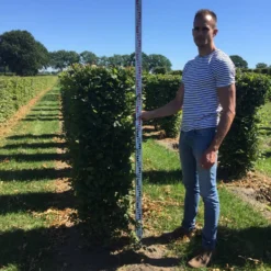 Haagbeuk Als Haagelement (Carpinus Betulus) -Aanbiedingen Hortus Groei Winkel carpinus betulus 150 x 50 x 50 cm drkl haagelement 1 1