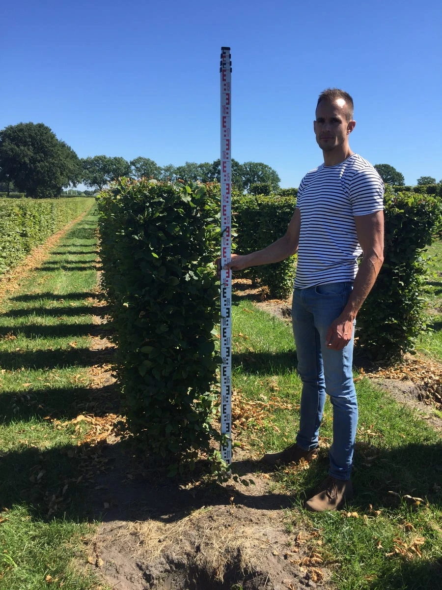 Haagbeuk Als Haagelement (Carpinus Betulus) - Afbeelding 12