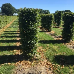 Haagbeuk Als Haagelement (Carpinus Betulus) -Aanbiedingen Hortus Groei Winkel carpinus betulus 150 x 50 x 50 cm drkl haagelement 3 1