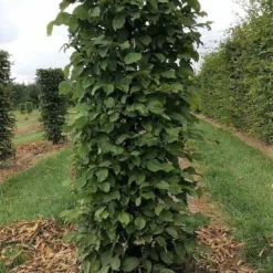 Haagbeuk Als Haagelement (Carpinus Betulus) -Aanbiedingen Hortus Groei Winkel carpinus betulus 180 x 50 x 50 cm drkl haagelement 1