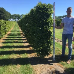 Haagbeuk Als Haagelement (Carpinus Betulus) -Aanbiedingen Hortus Groei Winkel carpinus betulus 200 x 50 x 50 cm drkl haagelement 1 1