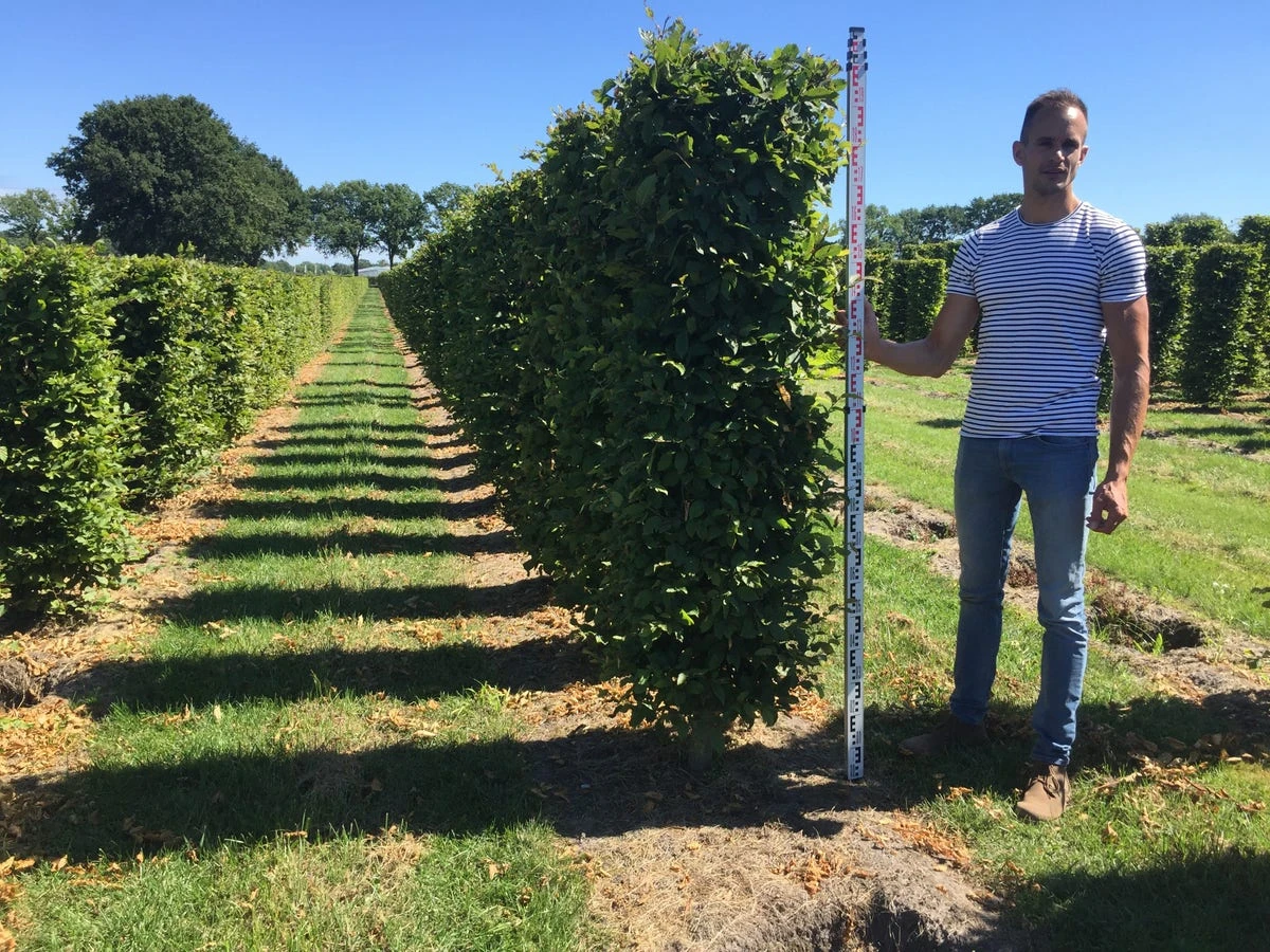 Haagbeuk Als Haagelement (Carpinus Betulus) - Afbeelding 16