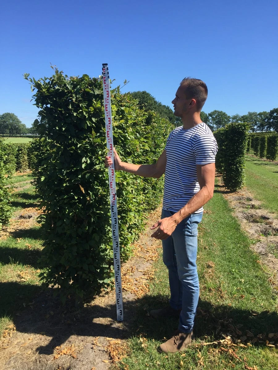 Haagbeuk Als Haagelement (Carpinus Betulus) - Afbeelding 18