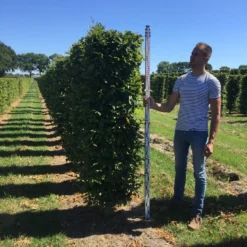 Haagbeuk Als Haagelement (Carpinus Betulus) -Aanbiedingen Hortus Groei Winkel carpinus betulus 200 x 50 x 50 cm drkl haagelement 3 1
