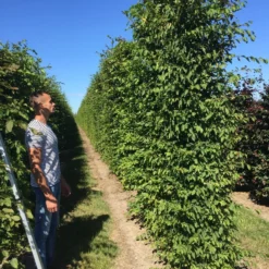 Haagbeuk Als Haagelement (Carpinus Betulus) -Aanbiedingen Hortus Groei Winkel carpinus betulus 350x50x50 haagelement 1