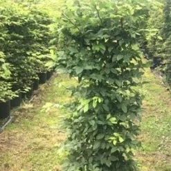 Haagbeuk Als Haagelement (Carpinus Betulus) -Aanbiedingen Hortus Groei Winkel carpinus betulus h100x50x50 1