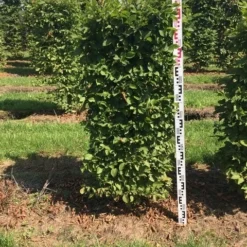 Uitgelichte producten -Aanbiedingen Hortus Groei Winkel carpinus betulus h125x50x50